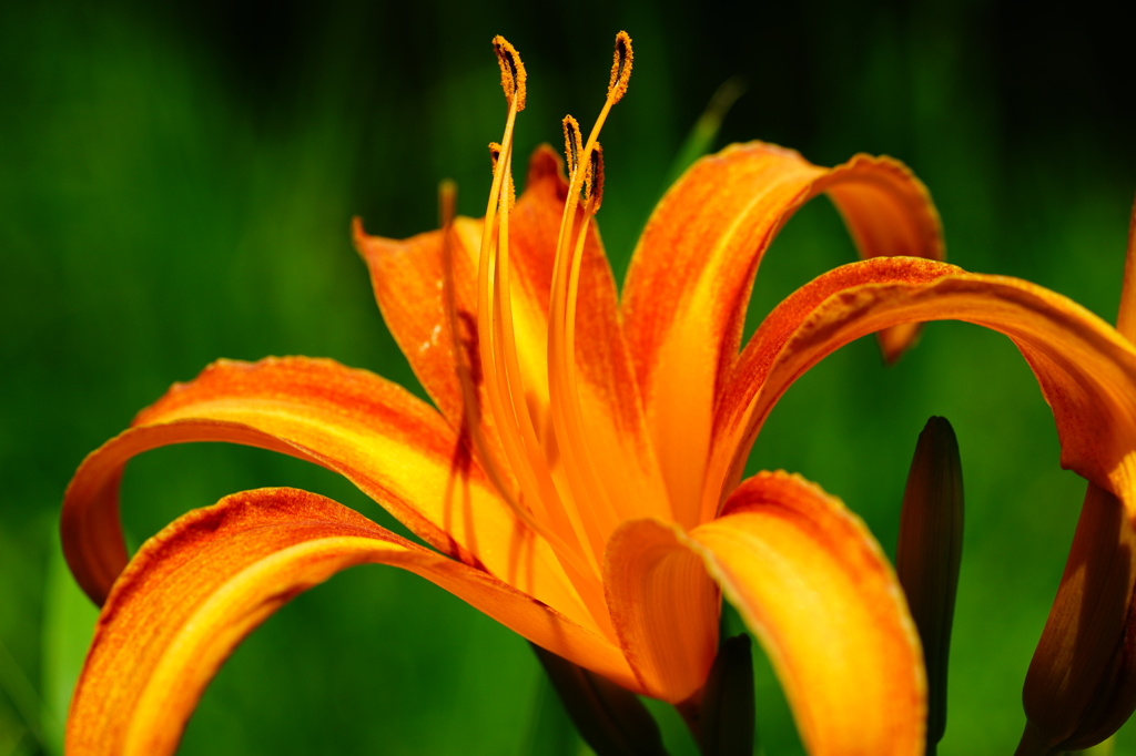 FE 90mm F2.8 Macro G OSS　TEST