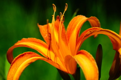 FE 90mm F2.8 Macro G OSS　TEST