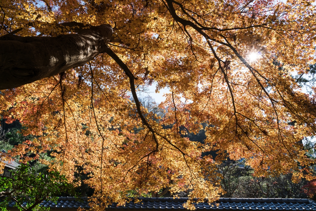 秋の円覚寺