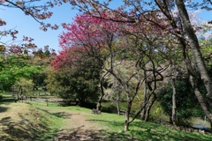 最明寺史跡公園