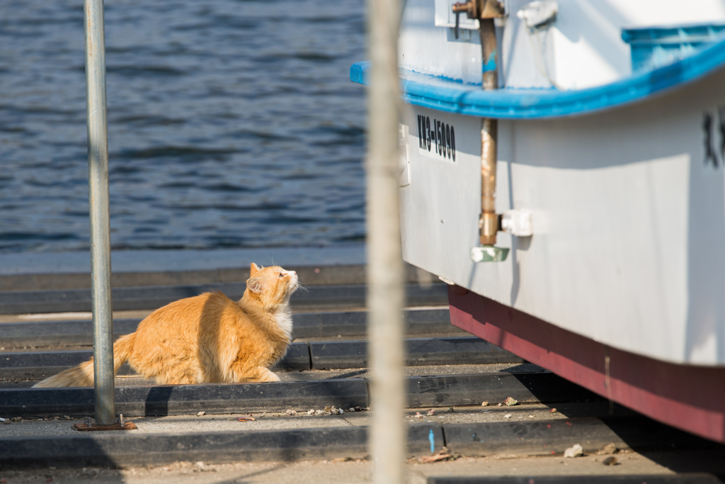 毘沙門漁港の猫