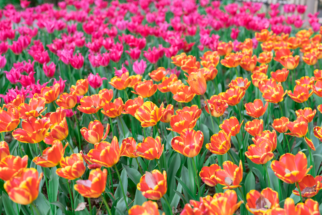 横浜公園の花