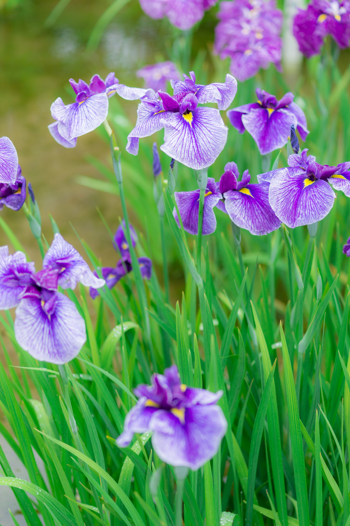 皇居　二の丸庭園の菖蒲 100マクロ