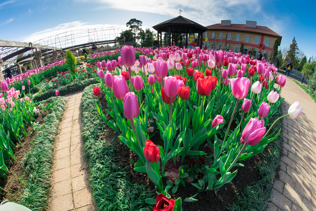 花菜ガーデン　チューリップ