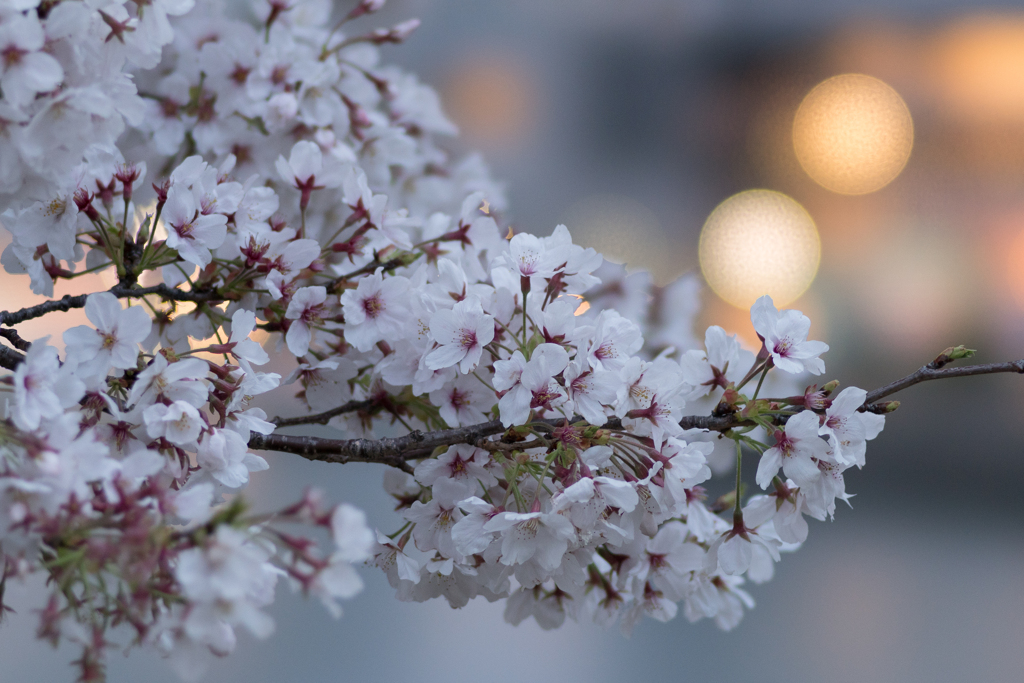 STFで撮る桜