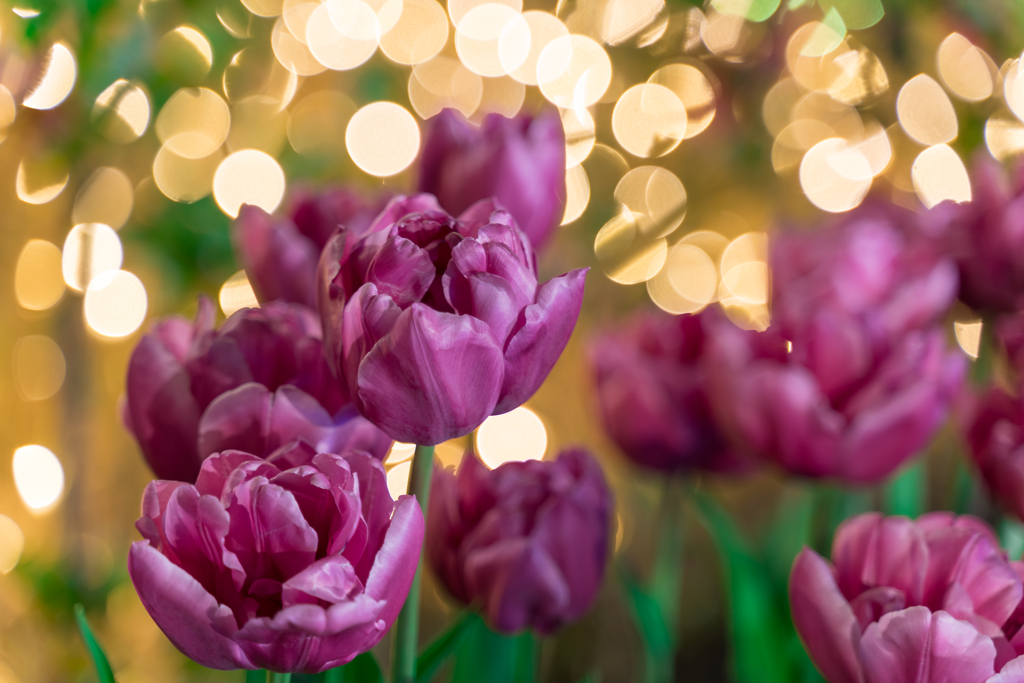 江ノ島　アイスチューリップ