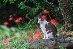 彼岸花の季節　称名寺