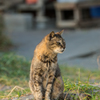 葉山の猫