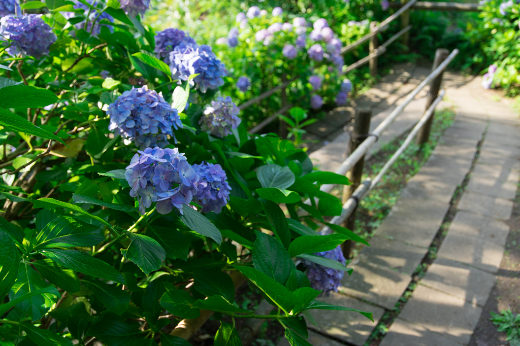 あじさい公園