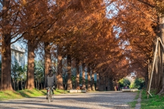平塚総合公園メタセコイア