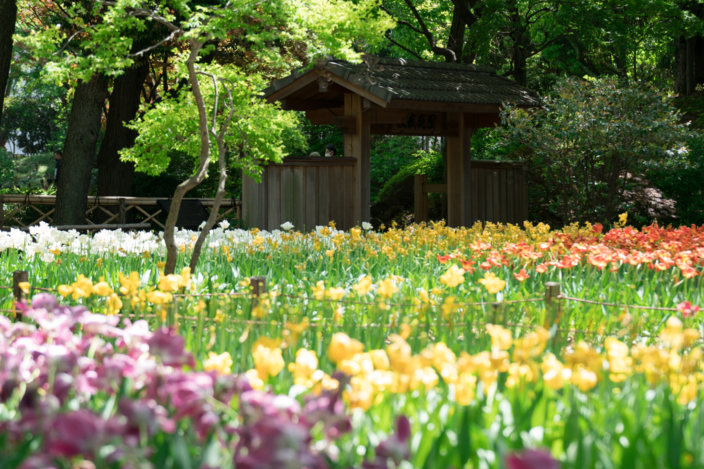春の横浜スナップ