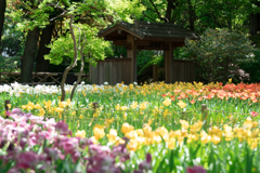 春の横浜スナップ