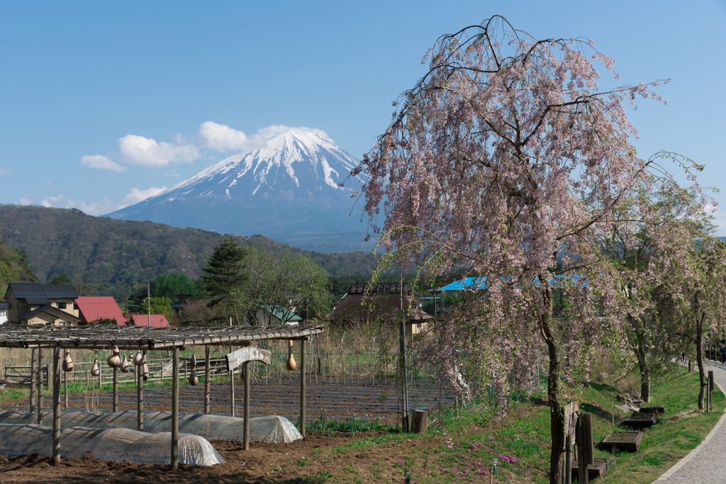 西湖いやしの里根場