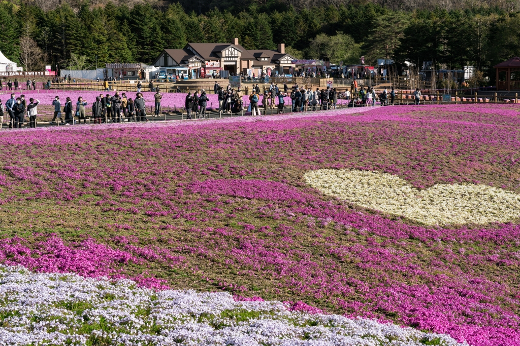 富士芝桜まつり2021