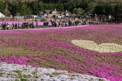 富士芝桜まつり2021