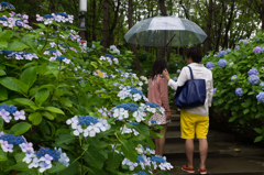 2015-06-22 八景島紫陽花祭り #28