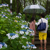 2015-06-22 八景島紫陽花祭り #28