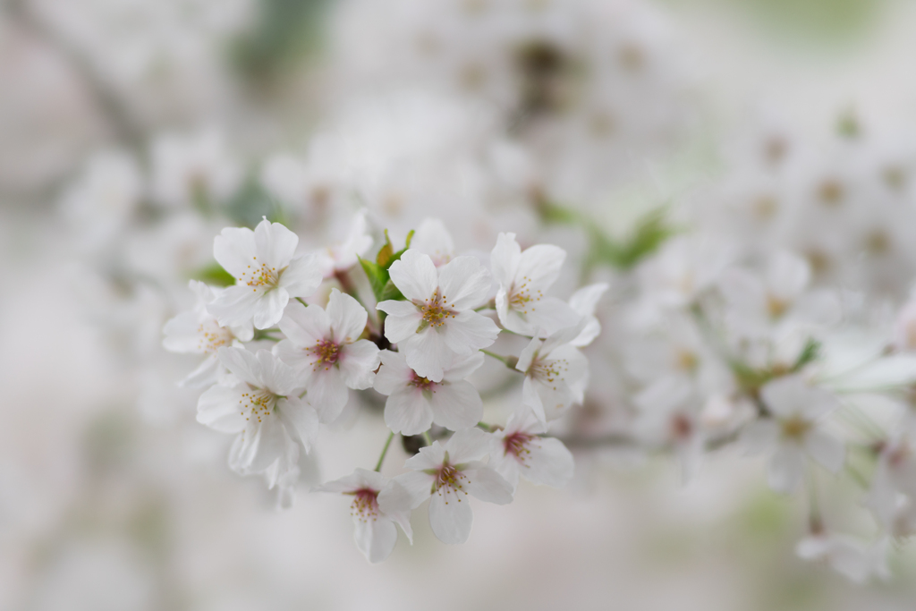 称名寺の桜