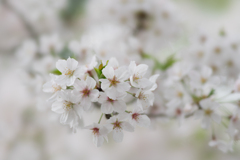 称名寺の桜