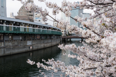 大岡川の桜