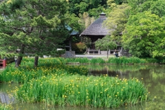 春の称名寺