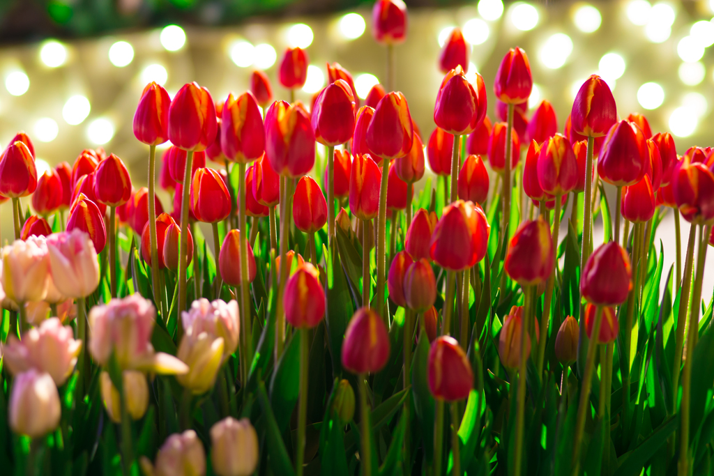 ウインターチューリップと玉ボケ