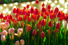 ウインターチューリップと玉ボケ