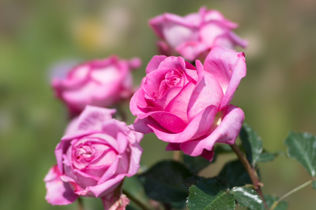 花菜ガーデンの薔薇