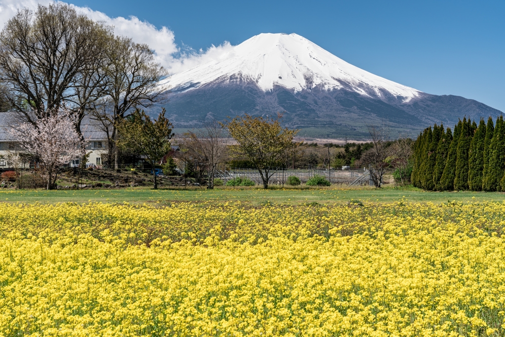 山中湖　花の都公園