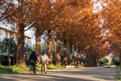 平塚総合公園メタセコイア