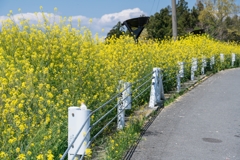 道端の菜の花