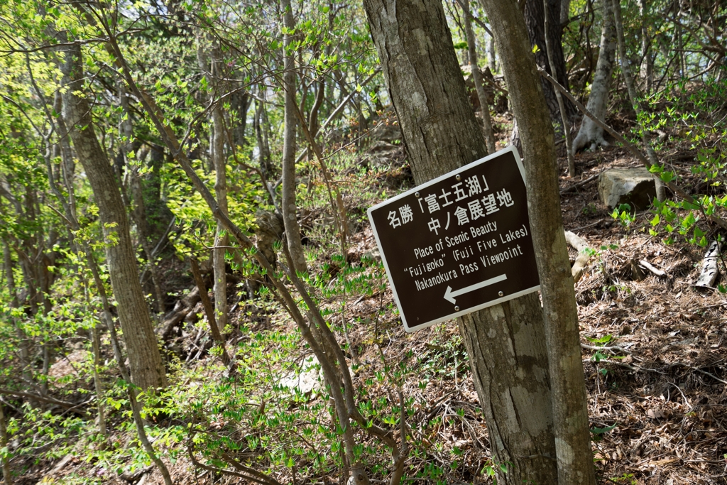 本栖湖展望台登山道