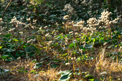 葉山しおさい公園