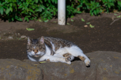 平塚総合公園の猫