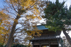 称名寺　紅葉