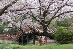 称名寺の桜