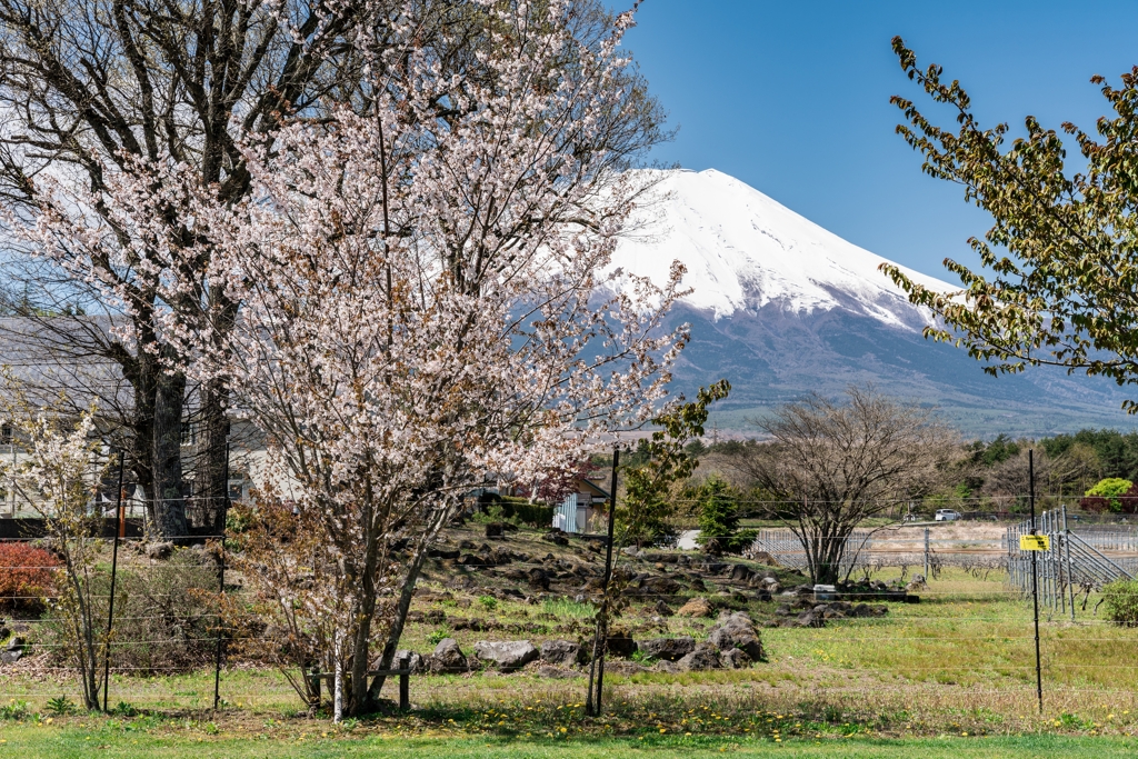 山中湖　花の都公園