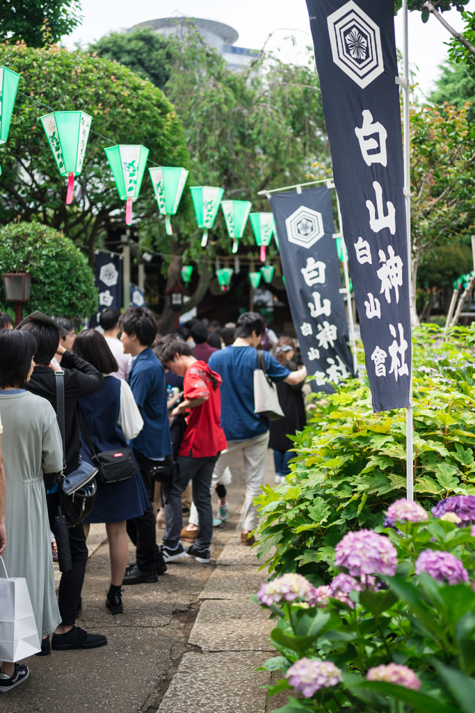 白山神社　紫陽花