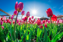 花菜ガーデン　チューリップ