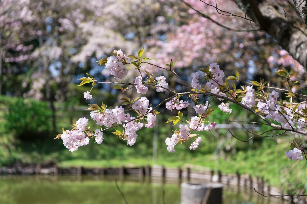 最明寺史跡公園