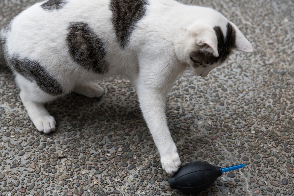 ブロアーで遊ぶ猫