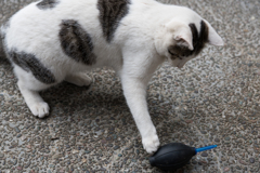 ブロアーで遊ぶ猫