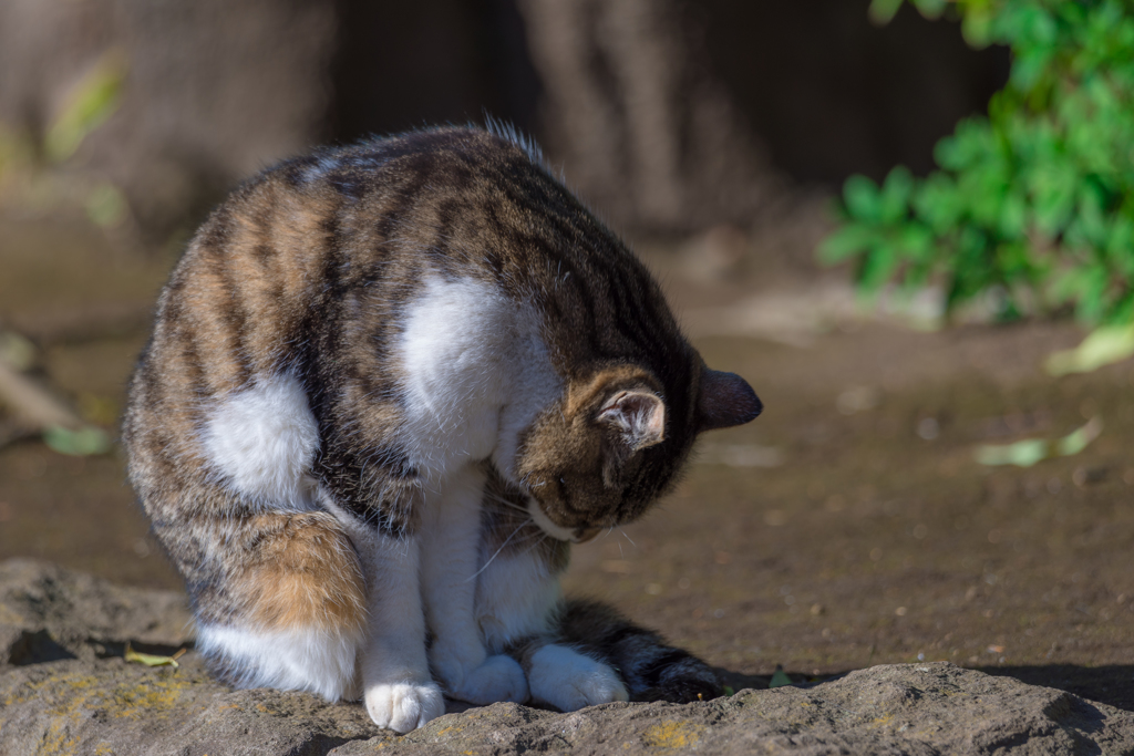 平塚総合公園の猫
