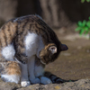 平塚総合公園の猫