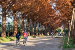 平塚総合公園メタセコイア