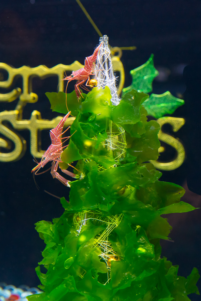 新江ノ島水族館