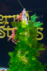 新江ノ島水族館