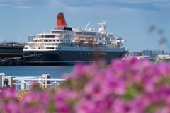 春の横浜スナップ
