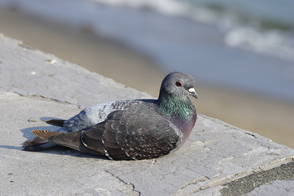 落ち着き払った鳩