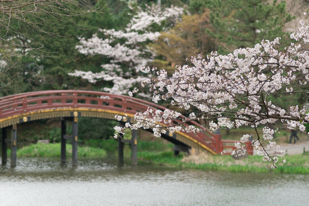 称名寺の桜